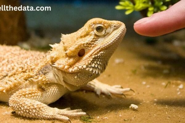 how much do bearded dragons cost